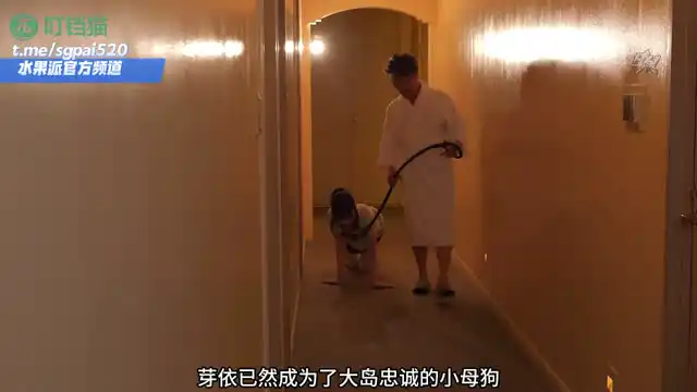 水果派 260515L