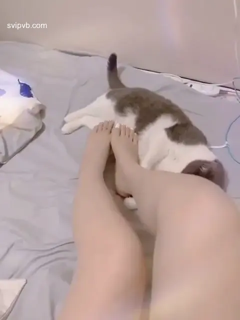 半糖  #喵小萌 #溫柔的蛋蛋 溫柔的蛋蛋喵小萌